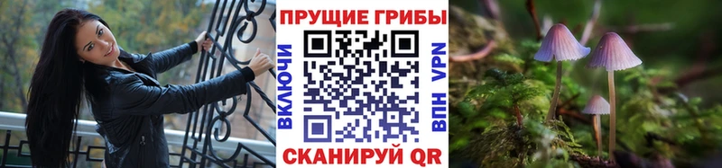 где найти   Владивосток  Псилоцибиновые грибы Psilocybine cubensis 